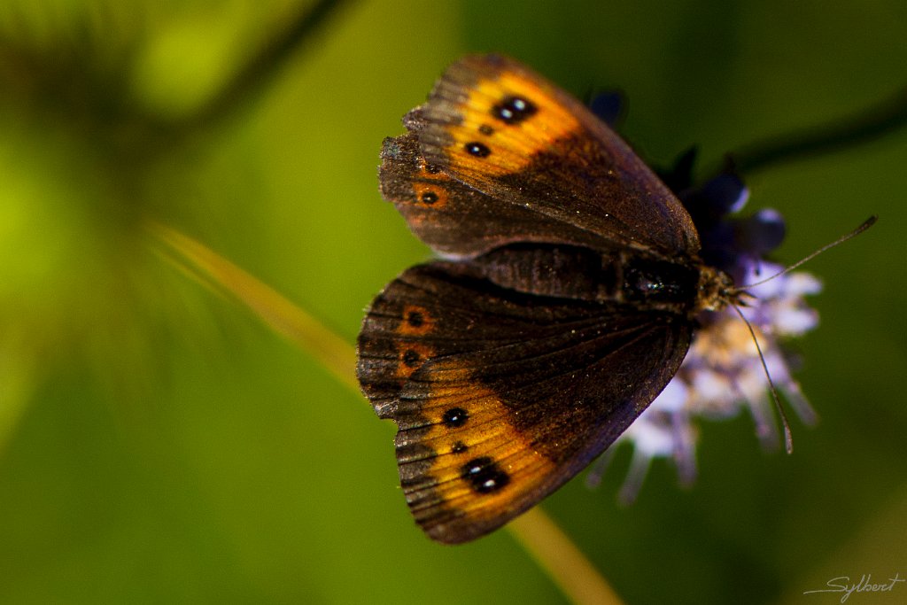 Moiré lustré sur le sentier vers le refuge de la balmeta (66)_GIL4446.JPG - Moiré lusté